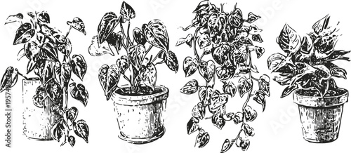 various indoor potted plants with different leaf shapes and sizes botanical greenery collection for home decor and gardening