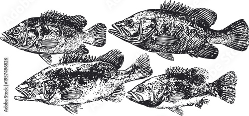 Detailed vintage illustration of four black fish with textured scales and fins swimming in different directions