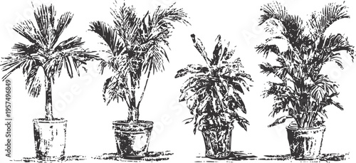 hand drawn potted tropical plants set, detailed botanical ink illustrations of indoor foliage