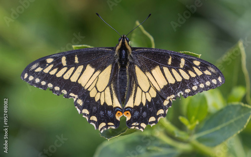 Elegant black and yellow Anise Swallowtail butterfly on green leaf. Palo Alto Baylands, Santa Clara County, California.