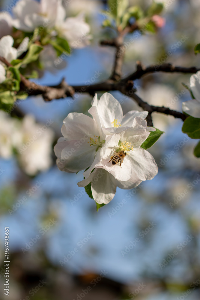 Obraz premium A bee extracts nectar from a flower.