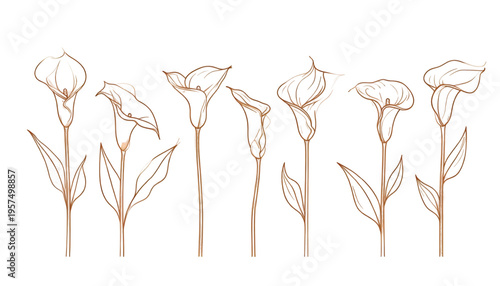 A collection of delicate hand drawn floral illustrations featuring various wild flower stems set