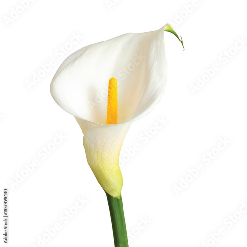 A single elegant white calla lily flower isolated against a clean and plain white background area