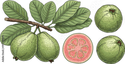 Guava Branch Vector Illustration Set with Whole Green Fruits Leaves Stem and Pink Flesh Cross Section Slice for Tropical Botanical Healthy Nutrition Designs