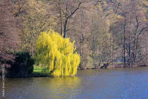 Blooming trees in Spring with lake reflections, landscape