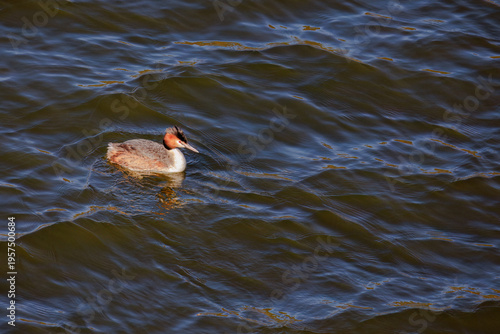 Great crested grebe in its natural habitat swimming in lake