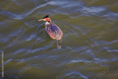 Great crested grebe in its natural habitat swimming in lake