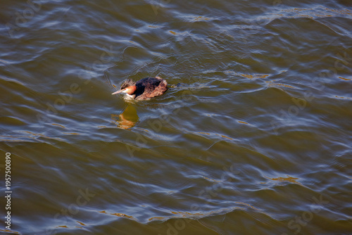 Great crested grebe in its natural habitat swimming in lake