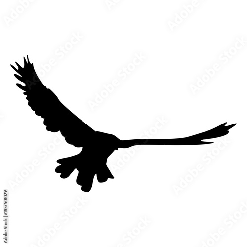 Bird flying sequence 10