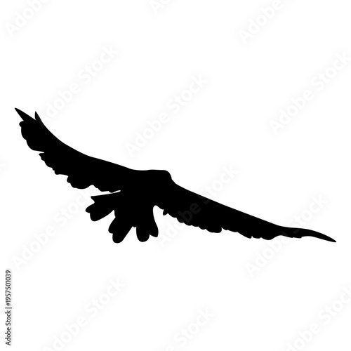 Bird flying sequence 11
