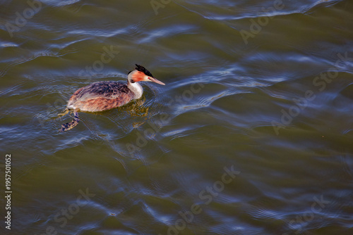 Great crested grebe in its natural habitat swimming in lake