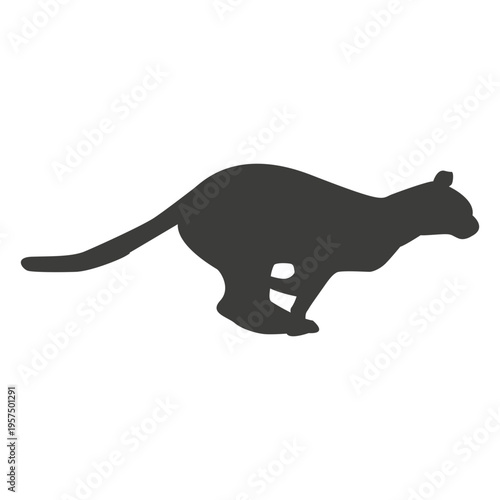 Cat running sequence 16