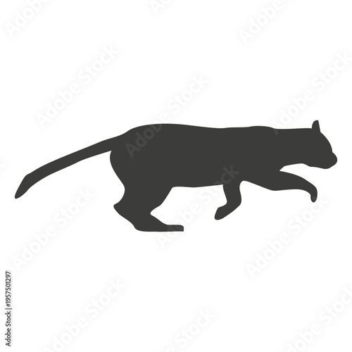 Cat running sequence 4