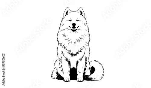 Samoyed dog front view sitting fluffy tail curled vector illustration isolated on transparent background