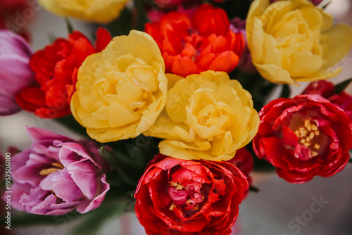 red and yellow tulips