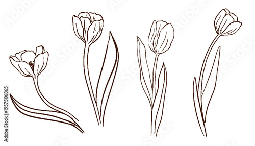 Hand drawn brush minimalistic tulips. Charcoal or chalk flowers line art. Vector sketch silhouette floral plant in wax crayon naive style for women's day march 8, mother's day, easter or birthday.