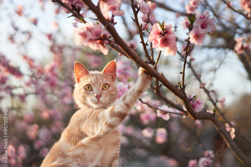 Ginger cat gazes from a branch among full pink blossoms in golden orchard light.