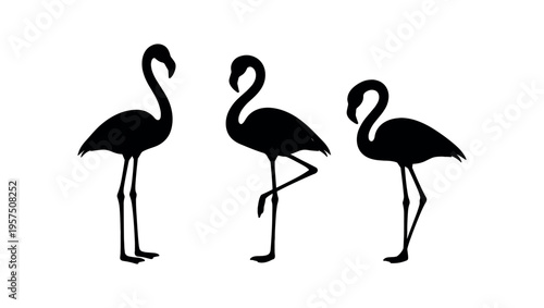 Three standing flamingo silhouettes in black with varied leg poses