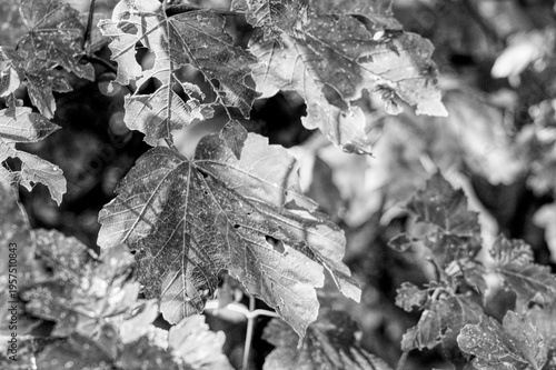 Sunlight shining through leaves on a branch in a forest in the UK on a late summers day
