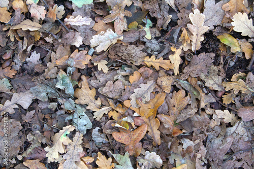 Leave on the floor of a forest on a late summer early autumn morning in the UK