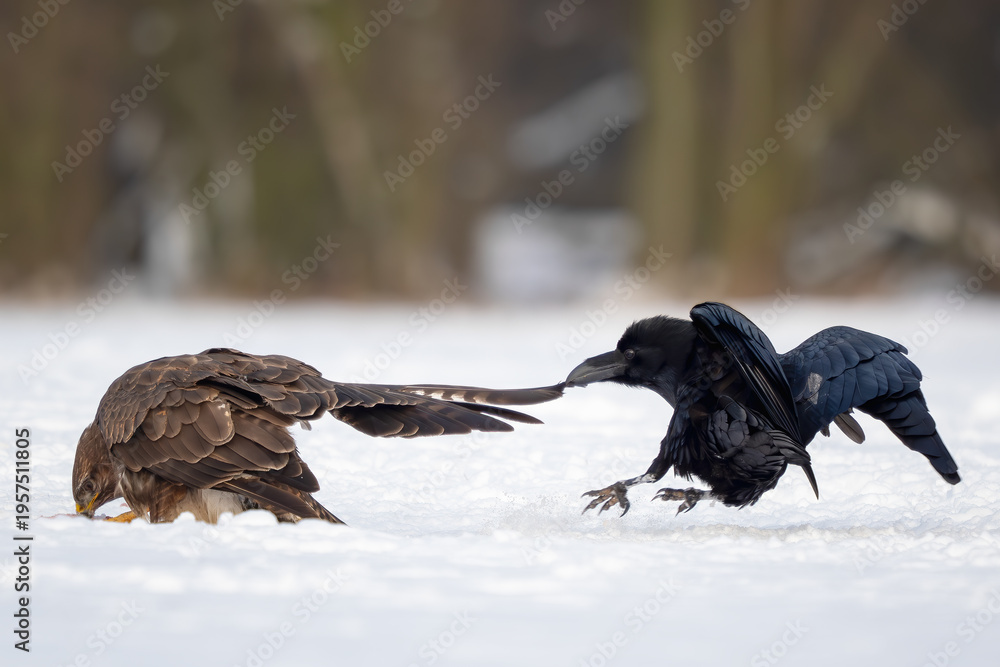 Obraz premium Common Raven - Corvus corax, iconic black large bird native to European woodlands and forests, Poland.