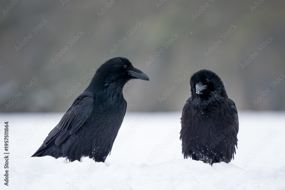Obraz premium Common Raven - Corvus corax, iconic black large bird native to European woodlands and forests, Poland.
