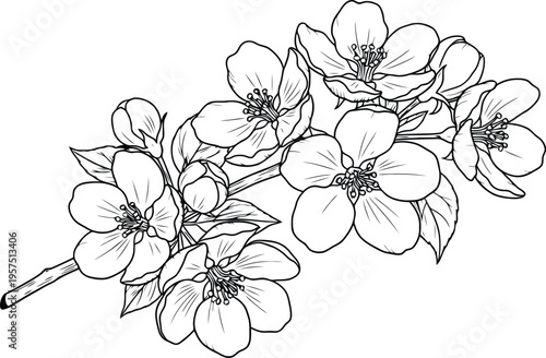 Black and white illustration of blossoming flowers on a branch