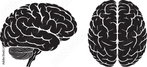 A detailed 3d medical illustration of a human brain anatomy model isolated on white showing the cerebral system and neurology for science