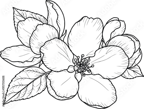 Black and white illustration of a flowering plant with leaves