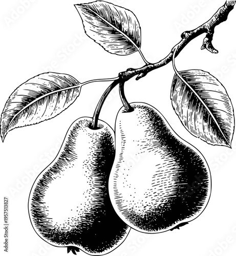 Vintage black and white engraving of ripe pears hanging from a branch with leaves