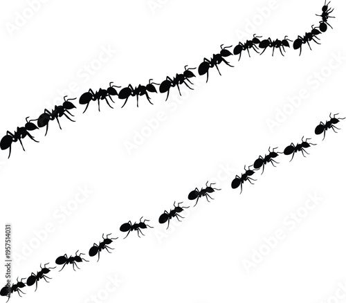 Two trails of ants marching in a line on a white background