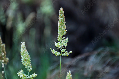  green flowers of beardless rabbitsfoot grass, selective focus on a bokeh background - Polypogon viridis 