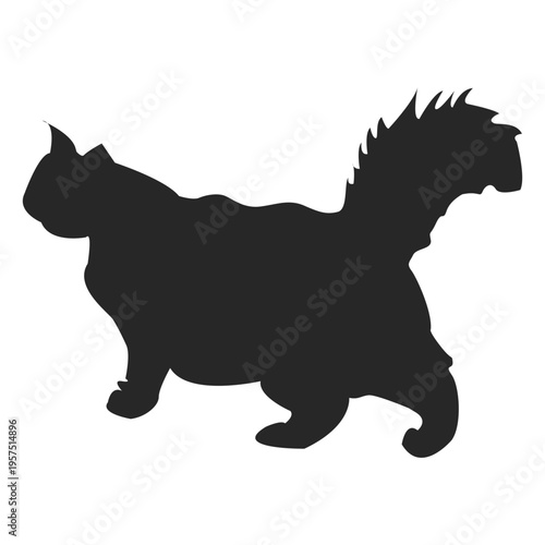 Longhair cat walking