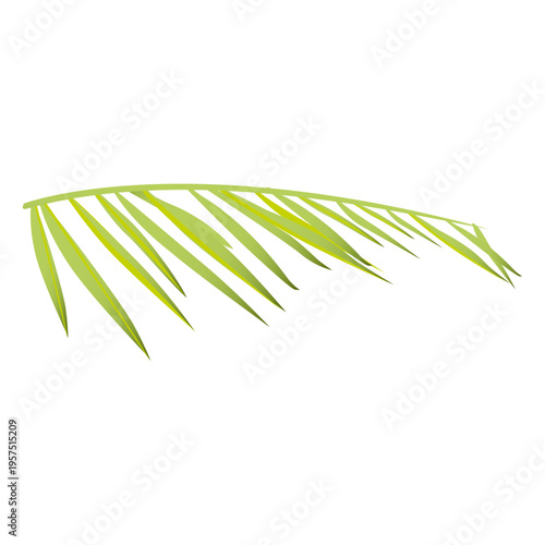 Palm fern