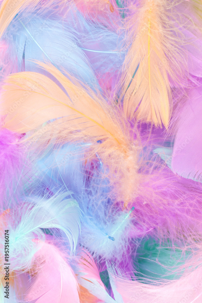 Fototapeta premium Colorful feather background, top view.