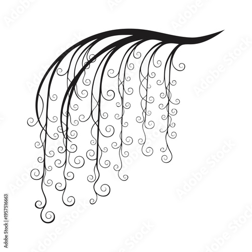 Elegant weeping willow branch silhouette. isolated on White Background