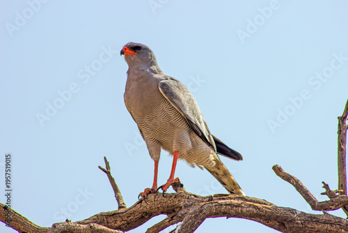 Foto A Pale Chanting goshawk, Hawk, Melierax canorus, perched on a dead branch in the Kgalagadi National Park in South Africa, against a pale blue sky