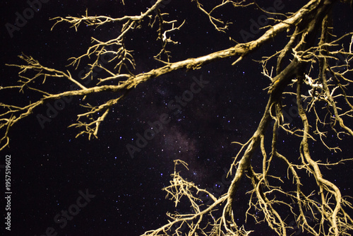Looking up at the African night-time sky with the Illuminated branches of a Dead tree in the foreground