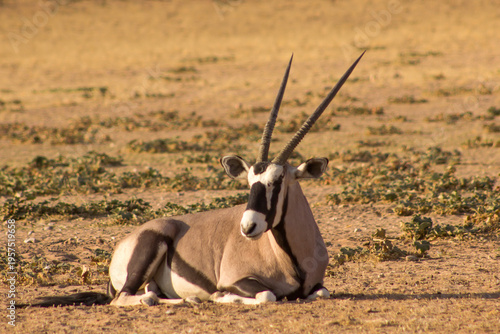 Tableau sur toile A solitary Gemsbok, Oryx Gazella, lying on the sand of the dry riverbed of the Aoub river in the Kgalagadi National Park, South Africa