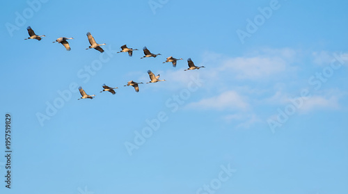 Flock of birds flying together formation.