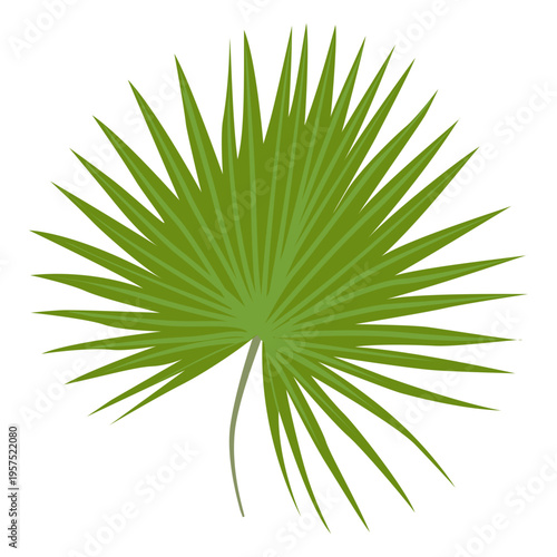 Dwarf palmetto leaf illustration