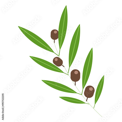 Olive tree illustration