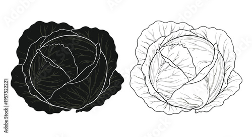 Two cabbage heads a dark silhouette and a white line drawing