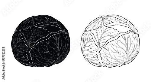Two stylized cabbage heads one dark and one light in a graphic illustration