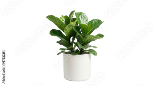 Lush green calathea houseplant in white pot isolated on transparent background