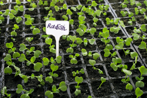 Young radish seedlings are grown in cassettes. Little seedlings of radish plants growing in a black module tray. Growing seedlings in a greenhouse.