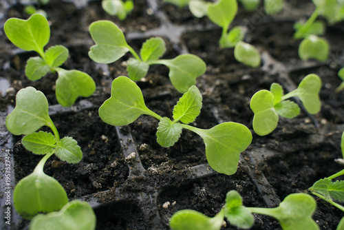 Small radish with its first two true leaves growing in the soil. Close-up view.. Young plant in the garden