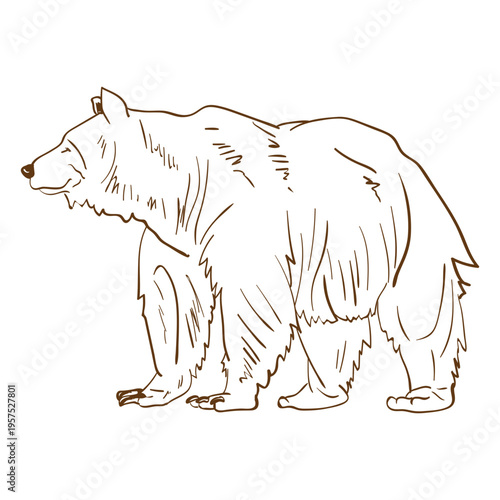 Brown grizzly bear stroke cartoon
