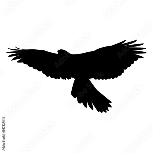 Eagle ascending silhouette