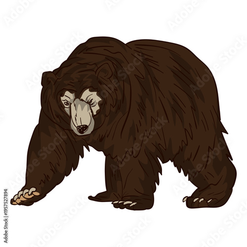 Elder brown bear cartoon